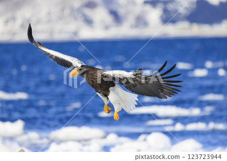 King of the sea, messenger of drift ice, Steller's sea eagle, photographed in Rausu Town, Menashi District, Hokkaido King of the sea, messenger of drift ice, Steller's sea eagle, photographed in Rausu Town, Menashi District, Hokkaido 123723944
