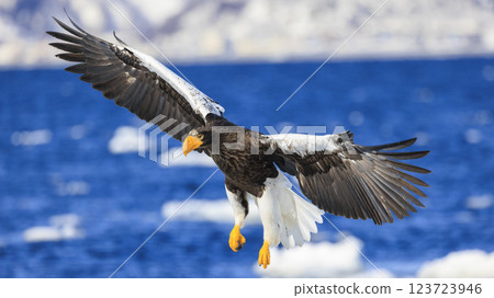 海上之王、流冰使者、虎頭海雕,拍攝於北海道目梨郡羅臼町 海上之王、流冰使者、虎頭海雕,拍攝於北海道目梨郡羅臼町 123723946