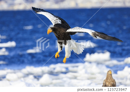 海上之王、流冰使者、虎頭海雕,拍攝於北海道目梨郡羅臼町 海上之王、流冰使者、虎頭海雕,拍攝於北海道目梨郡羅臼町 123723947