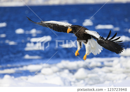 海上之王、流冰使者、虎頭海雕，拍攝於北海道目梨郡羅臼町 123723948