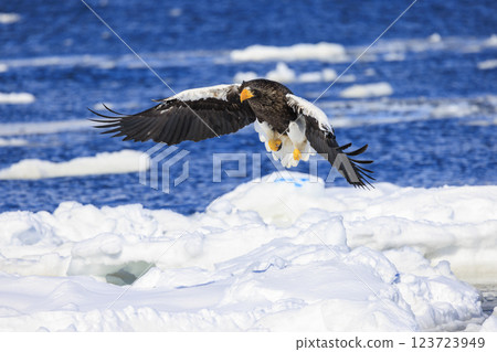 海上之王、流冰使者、虎頭海雕，拍攝於北海道目梨郡羅臼町 123723949