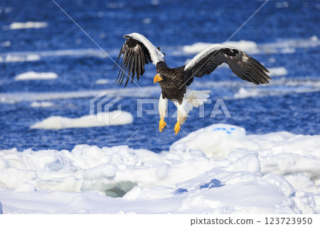 海上之王、流冰使者、虎頭海雕，拍攝於北海道目梨郡羅臼町 123723950