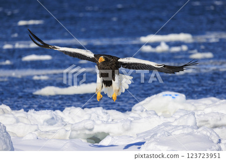 海上之王、流冰使者、虎頭海雕,拍攝於北海道目梨郡羅臼町 海上之王、流冰使者、虎頭海雕,拍攝於北海道目梨郡羅臼町 123723951