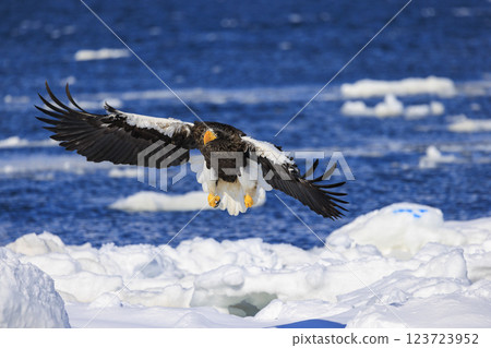 海上之王、流冰使者、虎頭海雕,拍攝於北海道目梨郡羅臼町 海上之王、流冰使者、虎頭海雕,拍攝於北海道目梨郡羅臼町 123723952