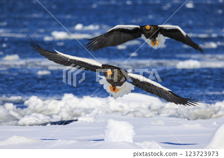 King of the sea, messenger of drift ice, Steller's sea eagle, photographed in Rausu Town, Menashi District, Hokkaido 123723973