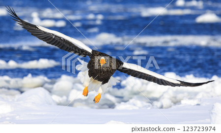 King of the sea, messenger of drift ice, Steller's sea eagle, photographed in Rausu Town, Menashi District, Hokkaido King of the sea, messenger of drift ice, Steller's sea eagle, photographed in Rausu Town, Menashi District, Hokkaido 123723974