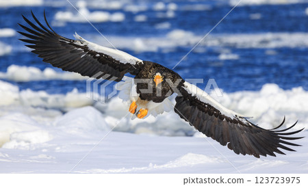 King of the sea, messenger of drift ice, Steller's sea eagle, photographed in Rausu Town, Menashi District, Hokkaido 123723975