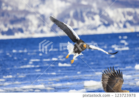 King of the sea, messenger of drift ice, Steller's sea eagle, photographed in Rausu Town, Menashi District, Hokkaido King of the sea, messenger of drift ice, Steller's sea eagle, photographed in Rausu Town, Menashi District, Hokkaido 123723978