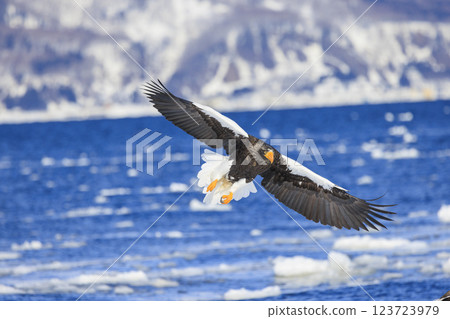 King of the sea, messenger of drift ice, Steller's sea eagle, photographed in Rausu Town, Menashi District, Hokkaido 123723979