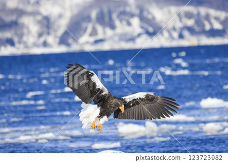 King of the sea, messenger of drift ice, Steller's sea eagle, photographed in Rausu Town, Menashi District, Hokkaido 123723982