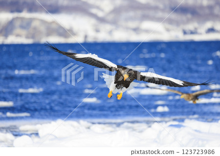 海上之王、流冰使者、虎頭海雕，拍攝於北海道目梨郡羅臼町 123723986