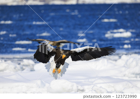 King of the sea, messenger of drift ice, Steller's sea eagle, photographed in Rausu Town, Menashi District, Hokkaido King of the sea, messenger of drift ice, Steller's sea eagle, photographed in Rausu Town, Menashi District, Hokkaido 123723990
