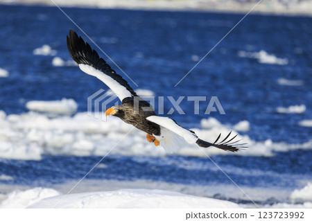King of the sea, messenger of drift ice, Steller's sea eagle, photographed in Rausu Town, Menashi District, Hokkaido 123723992