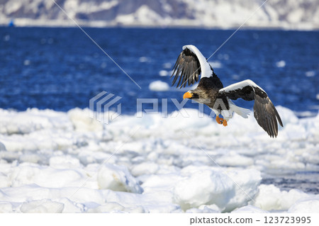 King of the sea, messenger of drift ice, Steller's sea eagle, photographed in Rausu Town, Menashi District, Hokkaido King of the sea, messenger of drift ice, Steller's sea eagle, photographed in Rausu Town, Menashi District, Hokkaido 123723995
