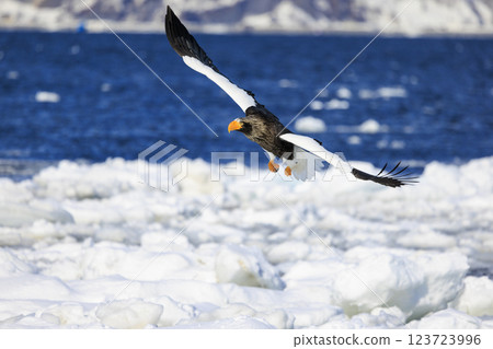 King of the sea, messenger of drift ice, Steller's sea eagle, photographed in Rausu Town, Menashi District, Hokkaido 123723996