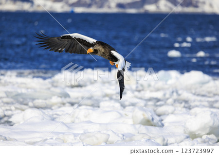 King of the sea, messenger of drift ice, Steller's sea eagle, photographed in Rausu Town, Menashi District, Hokkaido King of the sea, messenger of drift ice, Steller's sea eagle, photographed in Rausu Town, Menashi District, Hokkaido 123723997
