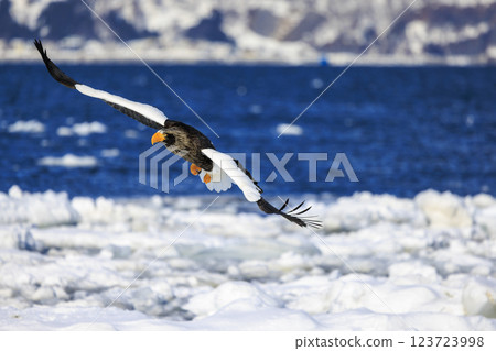 King of the sea, messenger of drift ice, Steller's sea eagle, photographed in Rausu Town, Menashi District, Hokkaido King of the sea, messenger of drift ice, Steller's sea eagle, photographed in Rausu Town, Menashi District, Hokkaido 123723998