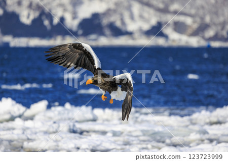 King of the sea, messenger of drift ice, Steller's sea eagle, photographed in Rausu Town, Menashi District, Hokkaido 123723999