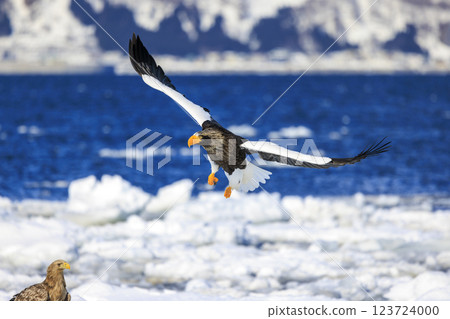 King of the sea, messenger of drift ice, Steller's sea eagle, photographed in Rausu Town, Menashi District, Hokkaido 123724000