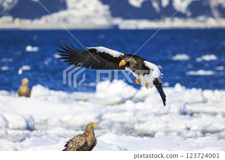 King of the sea, messenger of drift ice, Steller's sea eagle, photographed in Rausu Town, Menashi District, Hokkaido 123724001
