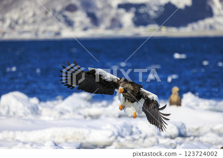 King of the sea, messenger of drift ice, Steller's sea eagle, photographed in Rausu Town, Menashi District, Hokkaido 123724002