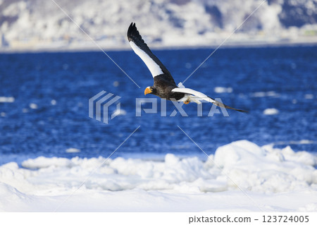 King of the sea, messenger of drift ice, Steller's sea eagle, photographed in Rausu Town, Menashi District, Hokkaido 123724005