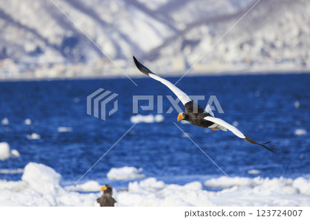 King of the sea, messenger of drift ice, Steller's sea eagle, photographed in Rausu Town, Menashi District, Hokkaido 123724007