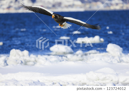 King of the sea, messenger of drift ice, Steller's sea eagle, photographed in Rausu Town, Menashi District, Hokkaido King of the sea, messenger of drift ice, Steller's sea eagle, photographed in Rausu Town, Menashi District, Hokkaido 123724012