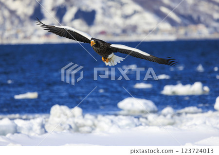 King of the sea, messenger of drift ice, Steller's sea eagle, photographed in Rausu Town, Menashi District, Hokkaido 123724013
