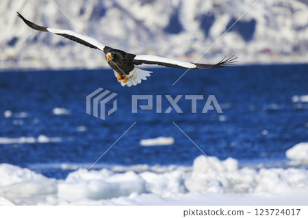 King of the sea, messenger of drift ice, Steller's sea eagle, photographed in Rausu Town, Menashi District, Hokkaido King of the sea, messenger of drift ice, Steller's sea eagle, photographed in Rausu Town, Menashi District, Hokkaido 123724017