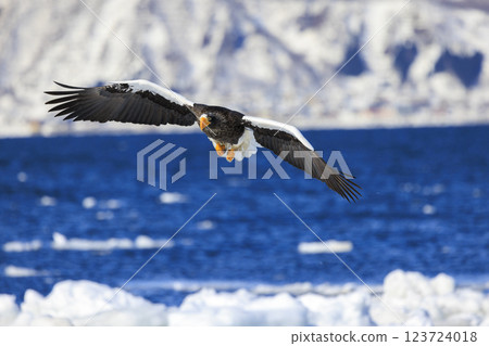 King of the sea, messenger of drift ice, Steller's sea eagle, photographed in Rausu Town, Menashi District, Hokkaido King of the sea, messenger of drift ice, Steller's sea eagle, photographed in Rausu Town, Menashi District, Hokkaido 123724018
