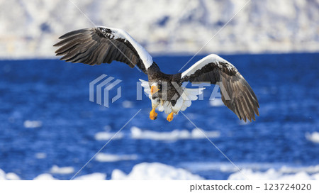 King of the sea, messenger of drift ice, Steller's sea eagle, photographed in Rausu Town, Menashi District, Hokkaido King of the sea, messenger of drift ice, Steller's sea eagle, photographed in Rausu Town, Menashi District, Hokkaido 123724020