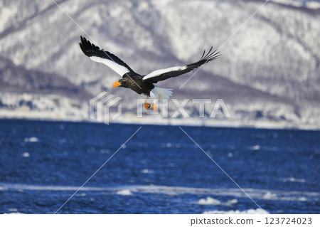 海上之王、流冰使者、虎頭海雕，拍攝於北海道目梨郡羅臼町 123724023