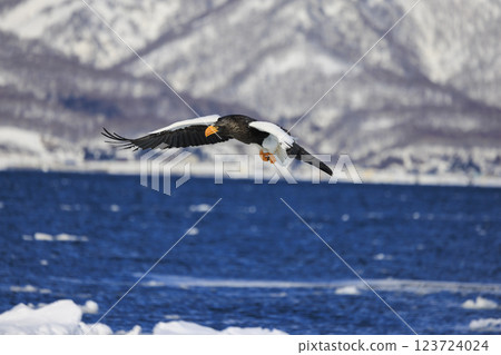 海上之王、流冰使者、虎頭海雕，拍攝於北海道目梨郡羅臼町 123724024
