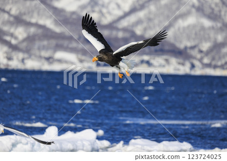 海上之王、流冰使者、虎頭海雕，拍攝於北海道目梨郡羅臼町 123724025