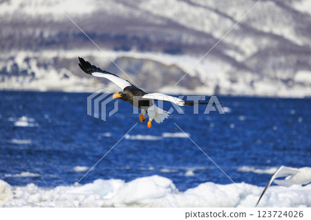 King of the sea, messenger of drift ice, Steller's sea eagle, photographed in Rausu Town, Menashi District, Hokkaido King of the sea, messenger of drift ice, Steller's sea eagle, photographed in Rausu Town, Menashi District, Hokkaido 123724026