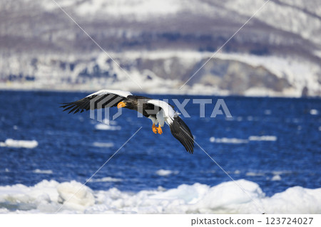 海上之王、流冰使者、虎頭海雕，拍攝於北海道目梨郡羅臼町 123724027