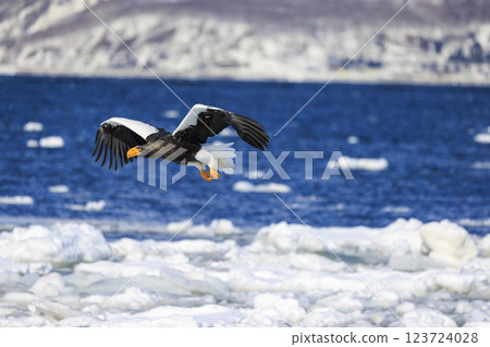 King of the sea, messenger of drift ice, Steller's sea eagle, photographed in Rausu Town, Menashi District, Hokkaido King of the sea, messenger of drift ice, Steller's sea eagle, photographed in Rausu Town, Menashi District, Hokkaido 123724028