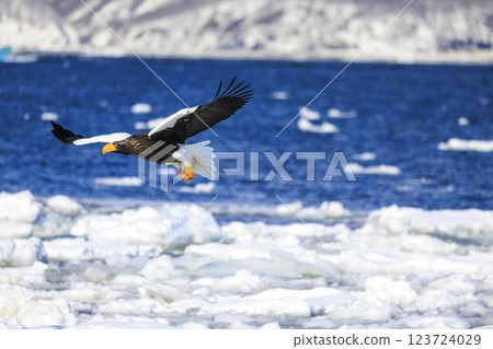 King of the sea, messenger of drift ice, Steller's sea eagle, photographed in Rausu Town, Menashi District, Hokkaido King of the sea, messenger of drift ice, Steller's sea eagle, photographed in Rausu Town, Menashi District, Hokkaido 123724029