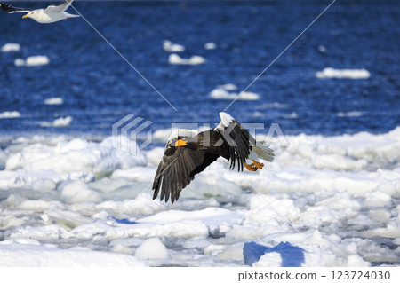 King of the sea, messenger of drift ice, Steller's sea eagle, photographed in Rausu Town, Menashi District, Hokkaido 123724030