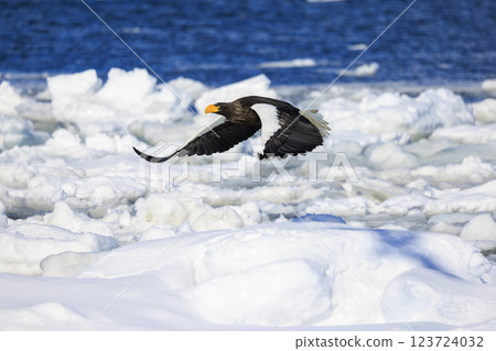 King of the sea, messenger of drift ice, Steller's sea eagle, photographed in Rausu Town, Menashi District, Hokkaido 123724032
