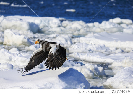 King of the sea, messenger of drift ice, Steller's sea eagle, photographed in Rausu Town, Menashi District, Hokkaido 123724039