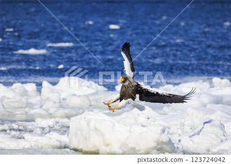 King of the sea, messenger of drift ice, Steller's sea eagle, photographed in Rausu Town, Menashi District, Hokkaido 123724042