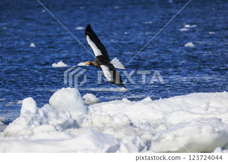 King of the sea, messenger of drift ice, Steller's sea eagle, photographed in Rausu Town, Menashi District, Hokkaido King of the sea, messenger of drift ice, Steller's sea eagle, photographed in Rausu Town, Menashi District, Hokkaido 123724044