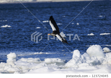 King of the sea, messenger of drift ice, Steller's sea eagle, photographed in Rausu Town, Menashi District, Hokkaido King of the sea, messenger of drift ice, Steller's sea eagle, photographed in Rausu Town, Menashi District, Hokkaido 123724045