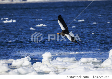 海上之王、流冰使者、虎頭海雕，拍攝於北海道目梨郡羅臼町 123724046