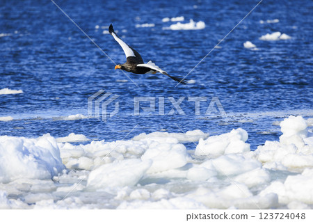 King of the sea, messenger of drift ice, Steller's sea eagle, photographed in Rausu Town, Menashi District, Hokkaido 123724048