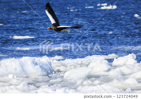 King of the sea, messenger of drift ice, Steller's sea eagle, photographed in Rausu Town, Menashi District, Hokkaido 123724049