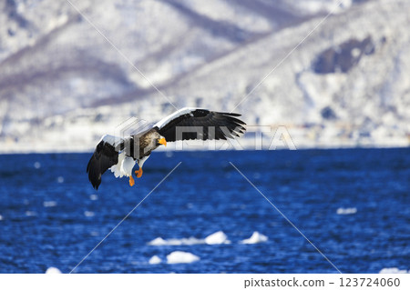 海上之王、流冰使者、虎頭海雕,拍攝於北海道目梨郡羅臼町 海上之王、流冰使者、虎頭海雕,拍攝於北海道目梨郡羅臼町 123724060