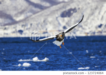King of the sea, messenger of drift ice, Steller's sea eagle, photographed in Rausu Town, Menashi District, Hokkaido 123724064